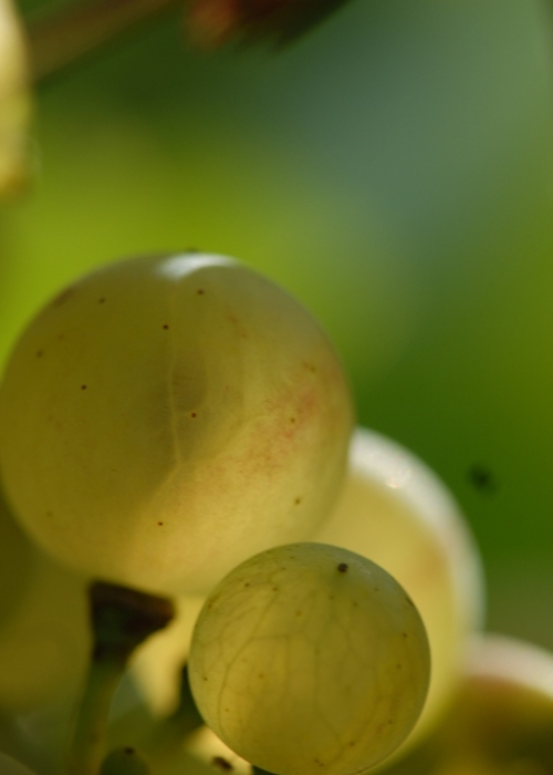 weisser Heunisch ANT 0509 (9)